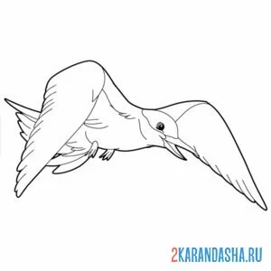 Раскраска галочка чайка