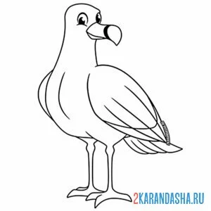 Раскраска альбатрос или чайка