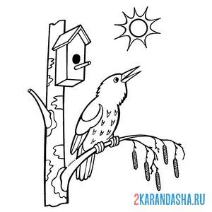 Раскраска весенняя природа птичка скворец поет на солнце онлайн