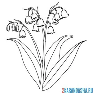 Раскраска ландыши новые
