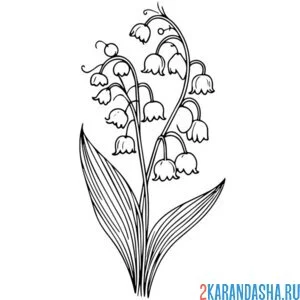Раскраска ландыши распустились