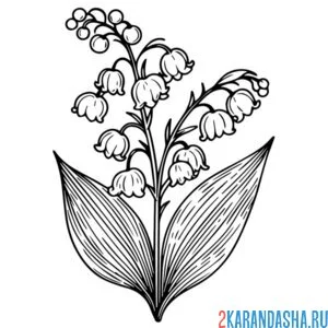 Раскраска ландыши цветы леса