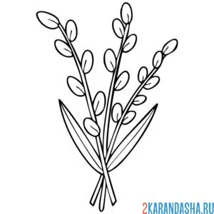 Раскраска веточка вербы