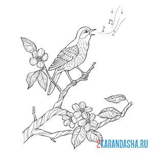 Раскраска скворец птица на цветущей ветке онлайн