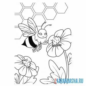Распечатать раскраску пчелка собирает нектар с ромашки на А4