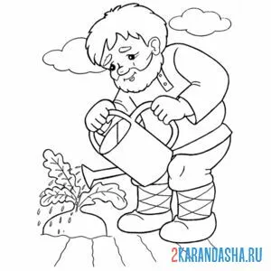 Раскраска поливает репку