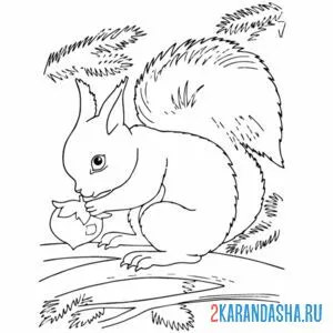 Раскраска настоящая белка в лесу