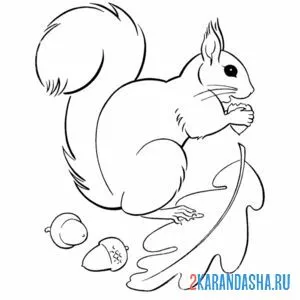 Раскраска белочка и желудь