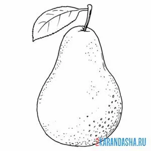 Раскраска груша прямо с дерева