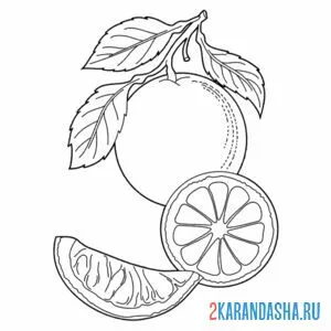 Раскраска апельсины настоящие