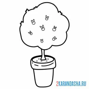 Раскраска апельсиновое дерево