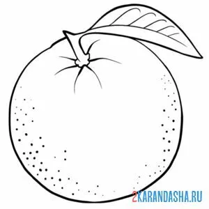 Раскраска настоящий апельсин