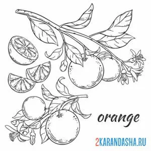 Раскраска апельсины на ветке с листьями