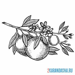 Раскраска ветка апельсиновая