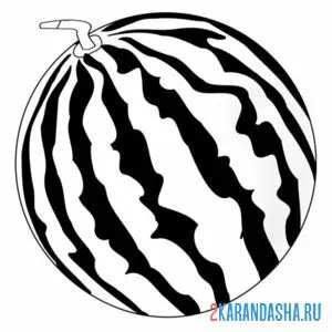 Раскраска арбуз фото