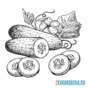 Раскраска картинка огурец