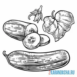 Раскраска настоящий огурец овощ
