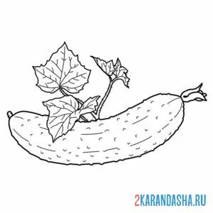 Раскраска зеленый огурец