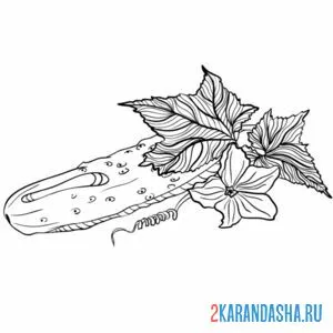 Раскраска огурец на грядке