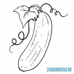 Раскраска настоящий огурец