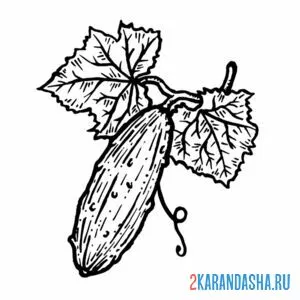 Раскраска огурец в огороде