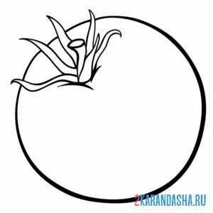 Раскраска настоящий помидор