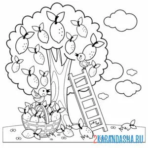 Раскраска дерево с лимоном