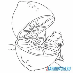 Раскраска лимон в разрезе