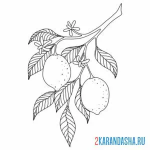 Раскраска лимоны на ветке