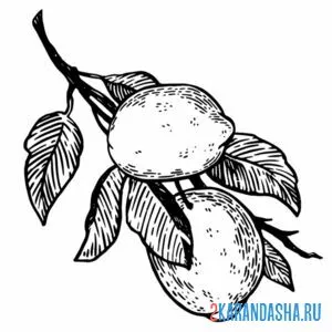 Раскраска ветка с лимонами