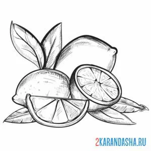 Раскраска цитрусовые лимоны