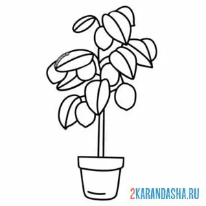 Раскраска лимон в горшке