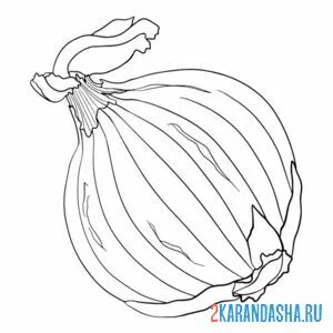 Раскраска настоящий лук