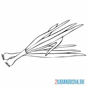 Раскраска зеленый лук