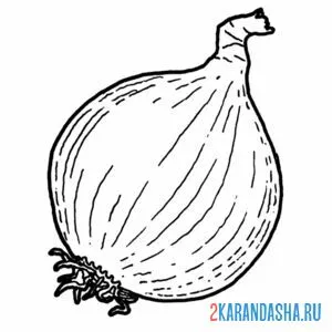 Раскраска репчатый лук