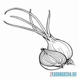 Раскраска лук проросший