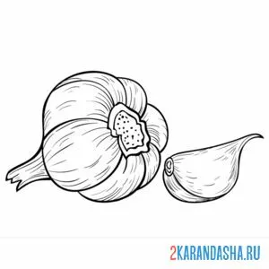 Раскраска настоящий чеснок