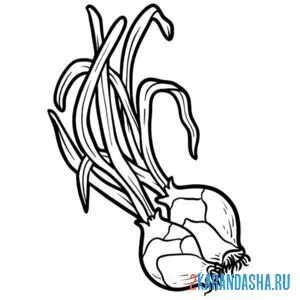 Раскраска маленький лук головка