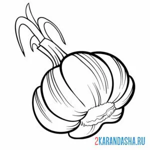 Раскраска чесночок