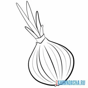 Раскраска луковица