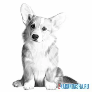 Раскраска фото корги