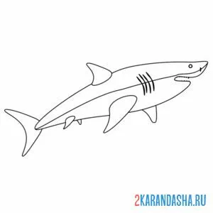 Распечатать раскраску белая акула на А4