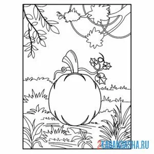 Раскраска тыква на земле