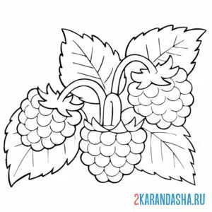 Раскраска малина ягода листочки