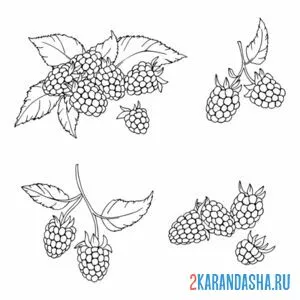 Раскраска много малины