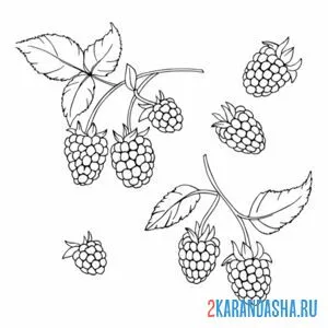 Раскраска малина разбросана