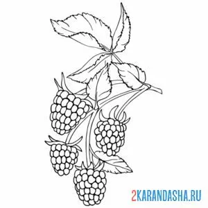 Раскраска малина на веточке с листьями