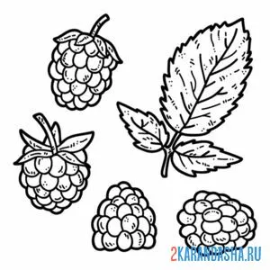Раскраска малина разная