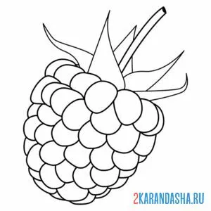 Раскраска крупная ягода малина