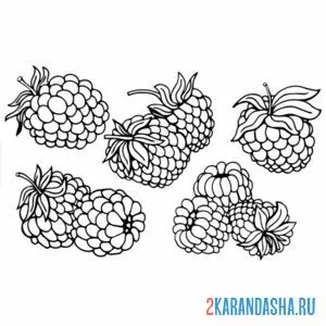 Раскраска малина фото